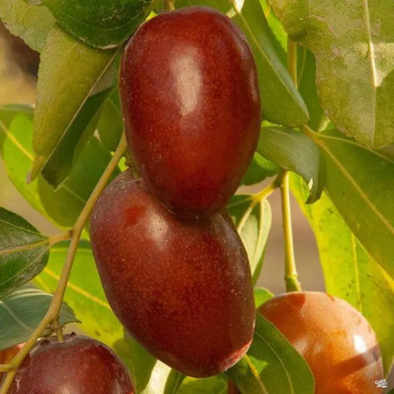 Jujube 'GA 866' Bareroot
