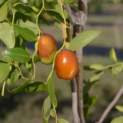 Jujube 'Zigzag' (Ziziphus jujuba)