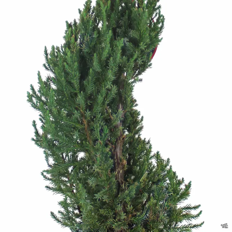 Juniper 'Blue Point' Spiral