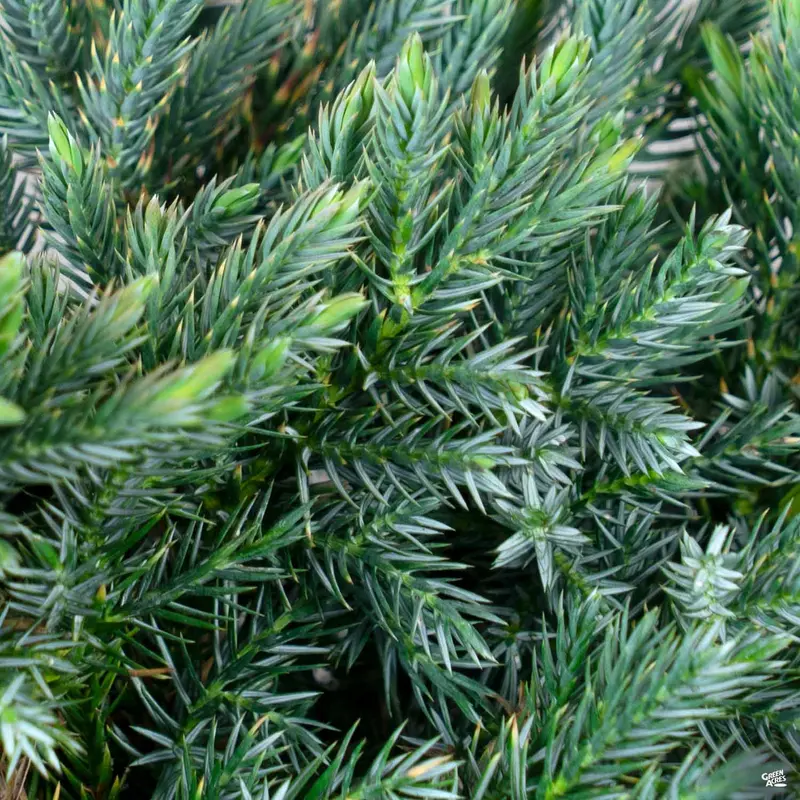 Juniper 'Blue Point'