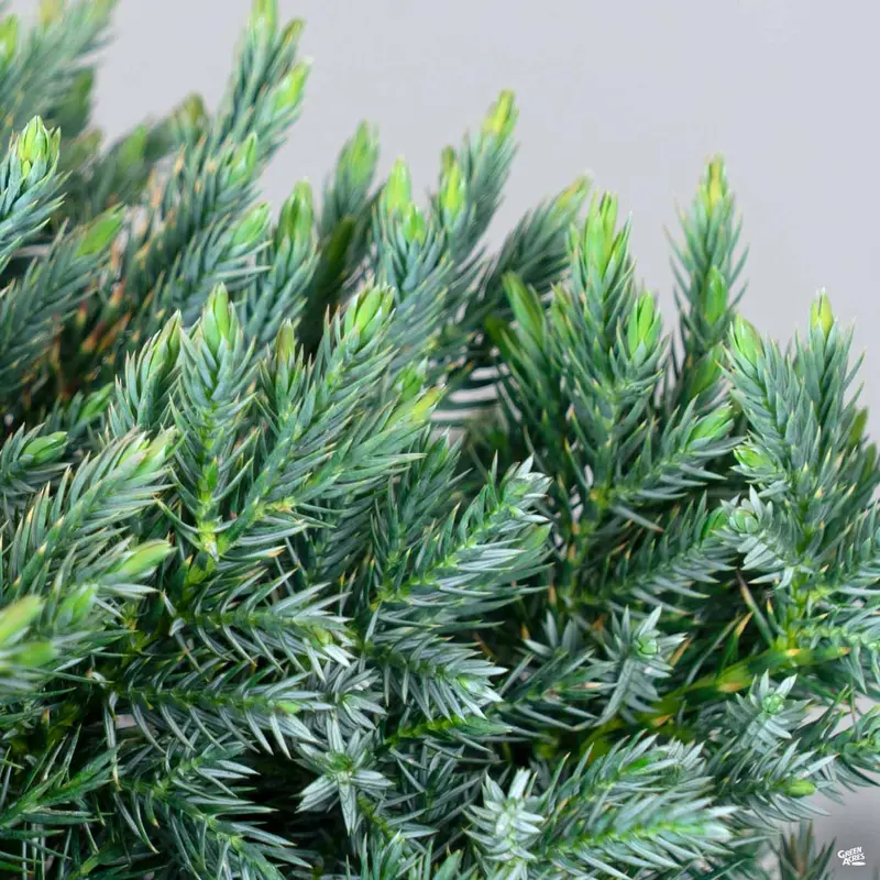 Juniper 'Blue Star'