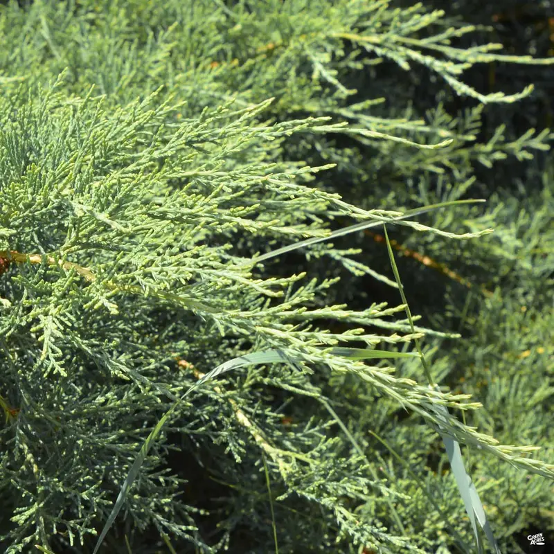 Juniper 'Grey Owl'