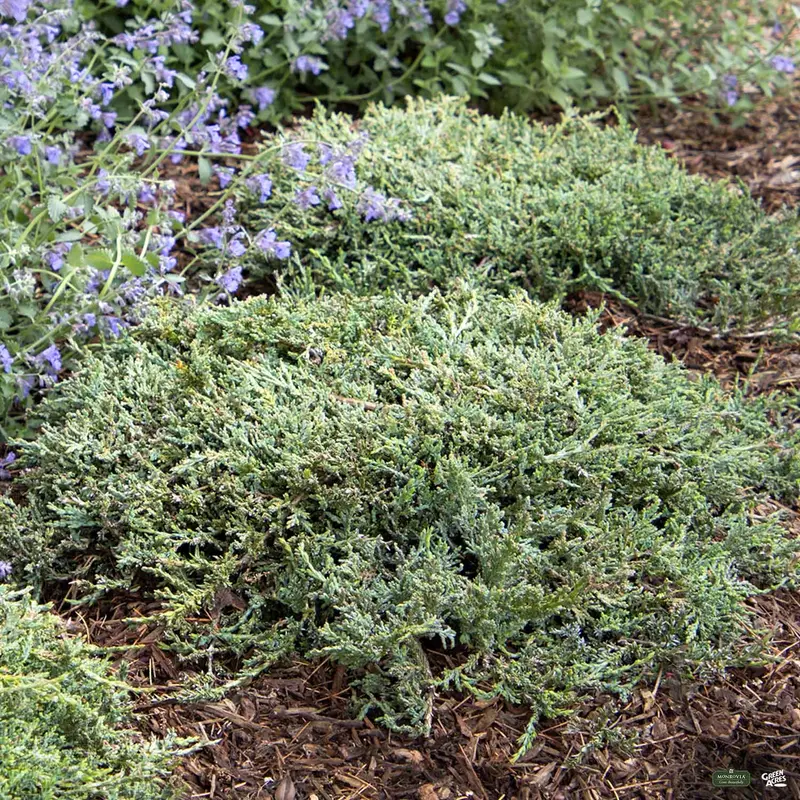 Juniper 'Icee Blue' | Monrovia
