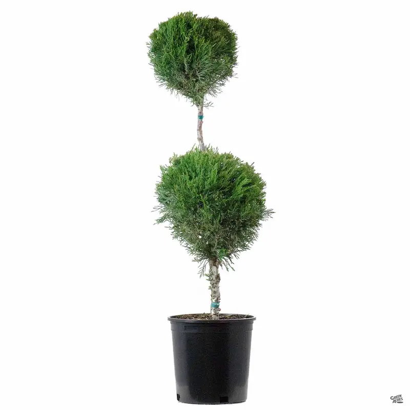 Juniper 'Mint Julep' 2 Ball | Monrovia