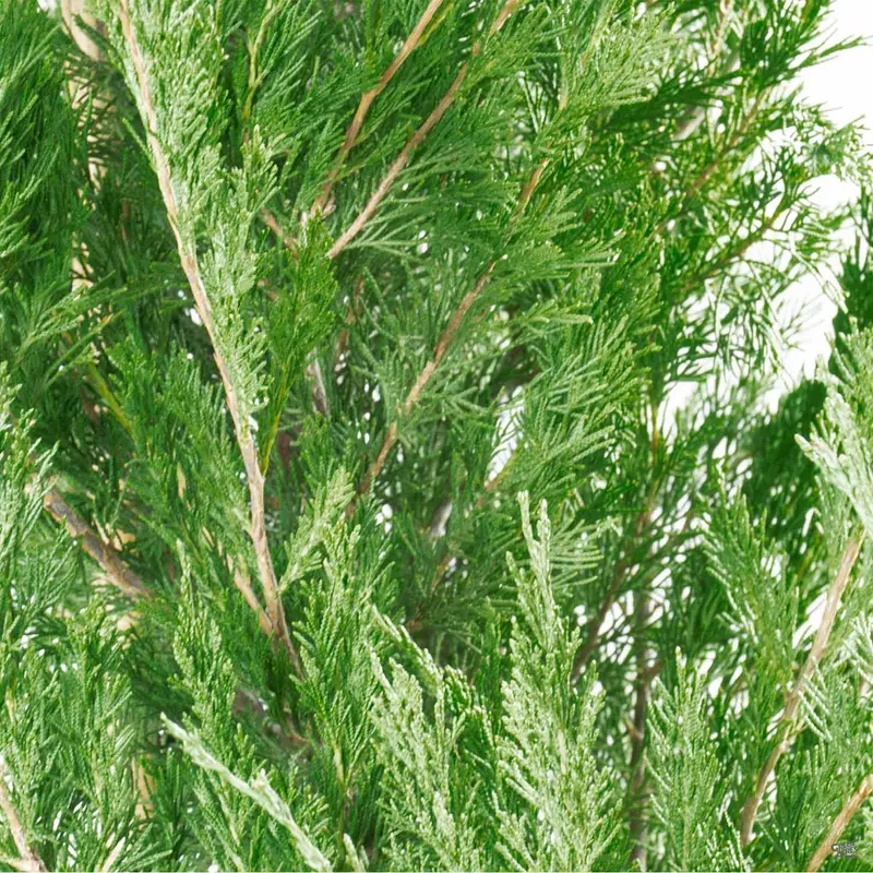 Juniper 'Spartan'