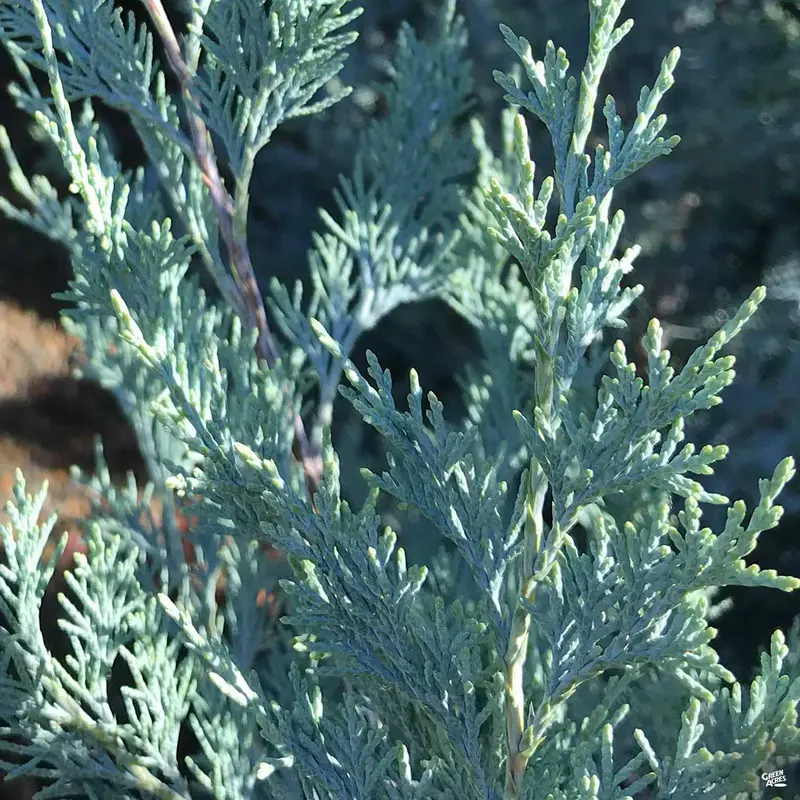 Juniper 'Wichita Blue'