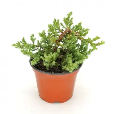Juniperus procumbens 'Nana' (Japanese Juniper)