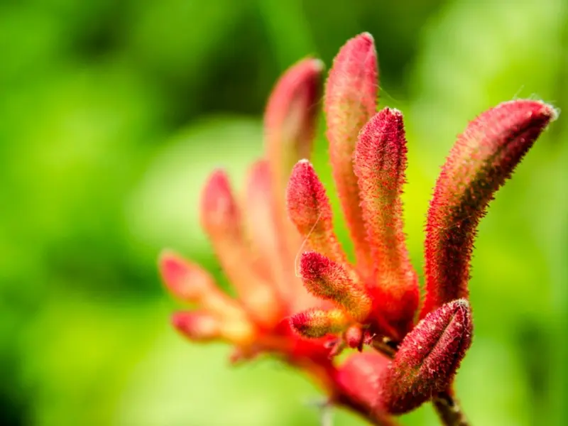 Kangaroo Paws- 1 Gallon Tropicals