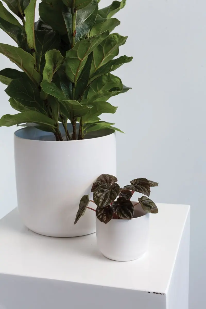 Kendall Collection 3.25"x 2.75" Pot Set of 6 By Accent Decor