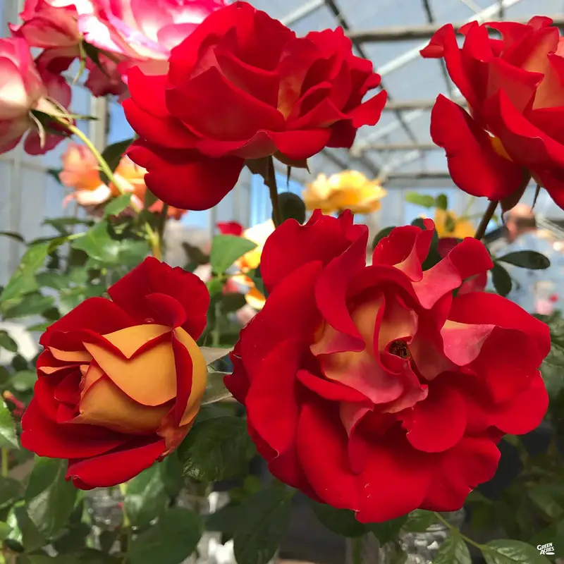 Ketchup & Mustard™ Rose