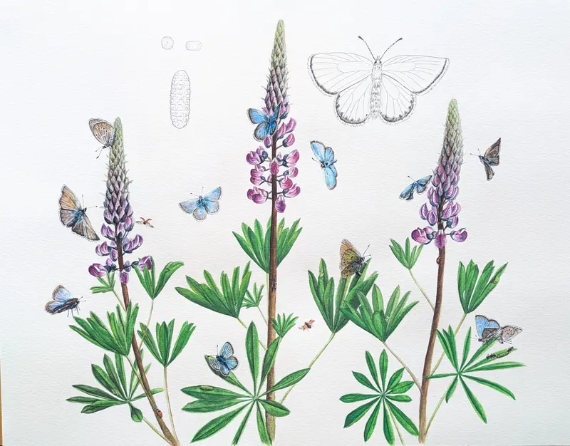 Kincaid's Lupine Greeting Card CC