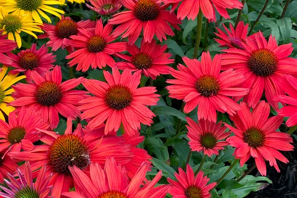 Kismet® Red Coneflower
