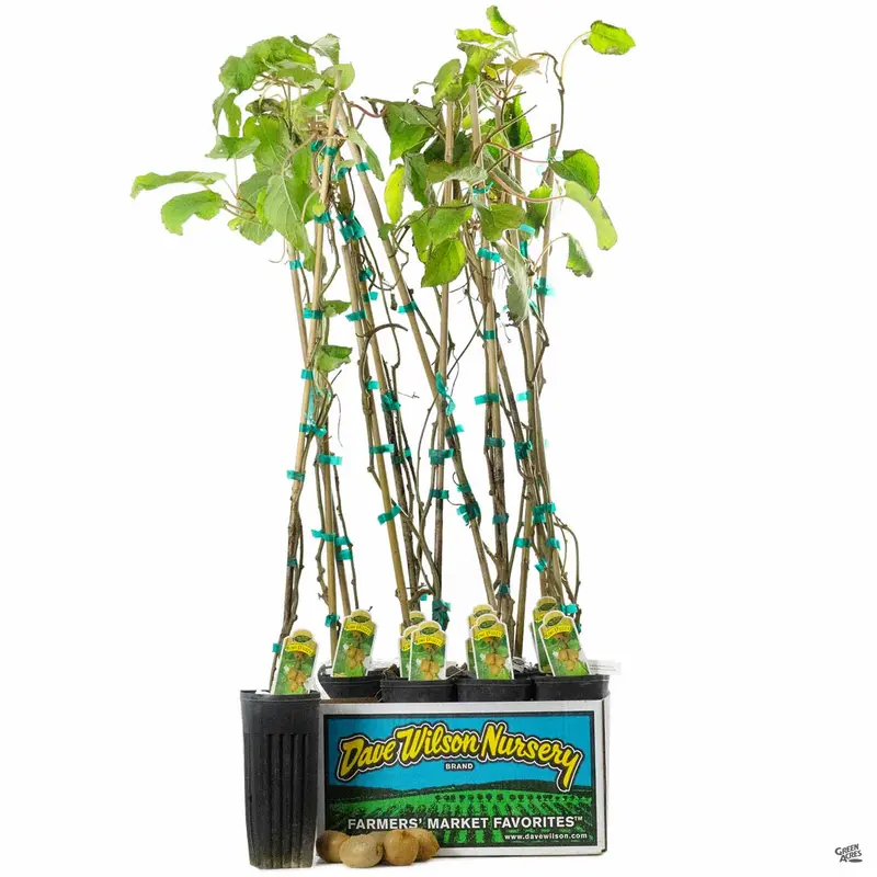 Kiwi Assorted 4" Sleeve