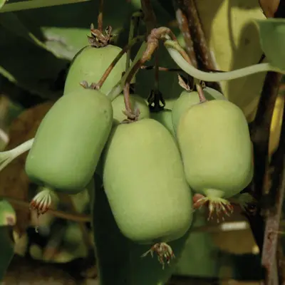 Kiwi Hardy ‘Michigan State’ (Actinidia arguta)