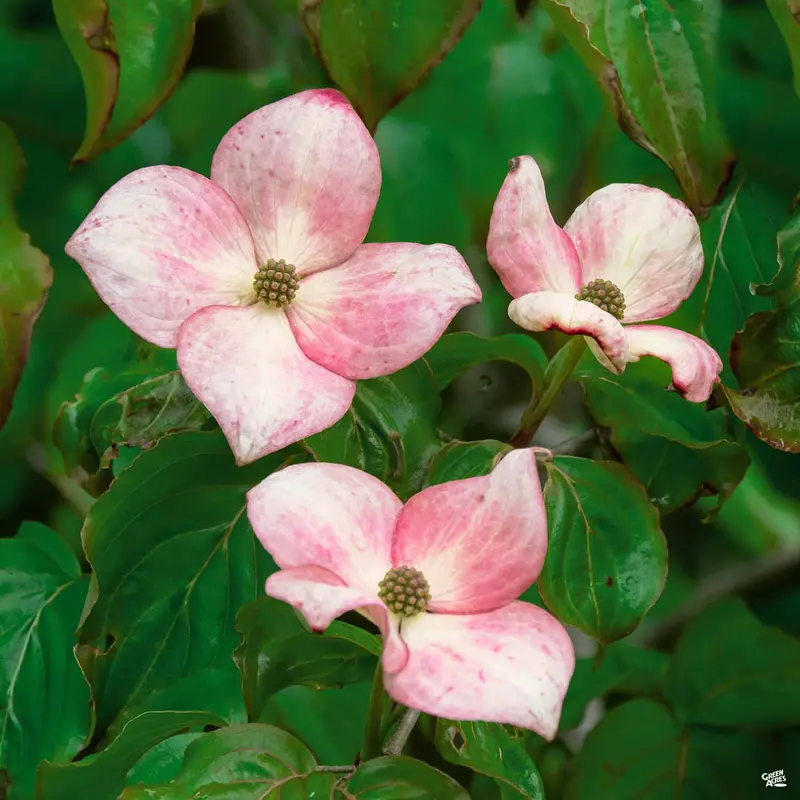 Kousa Dogwood 'Satomi'