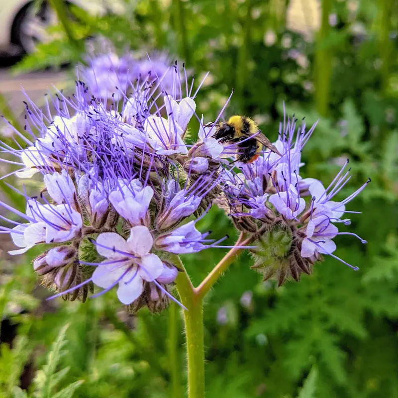 Lacy Phacelia 'Bee Friend'