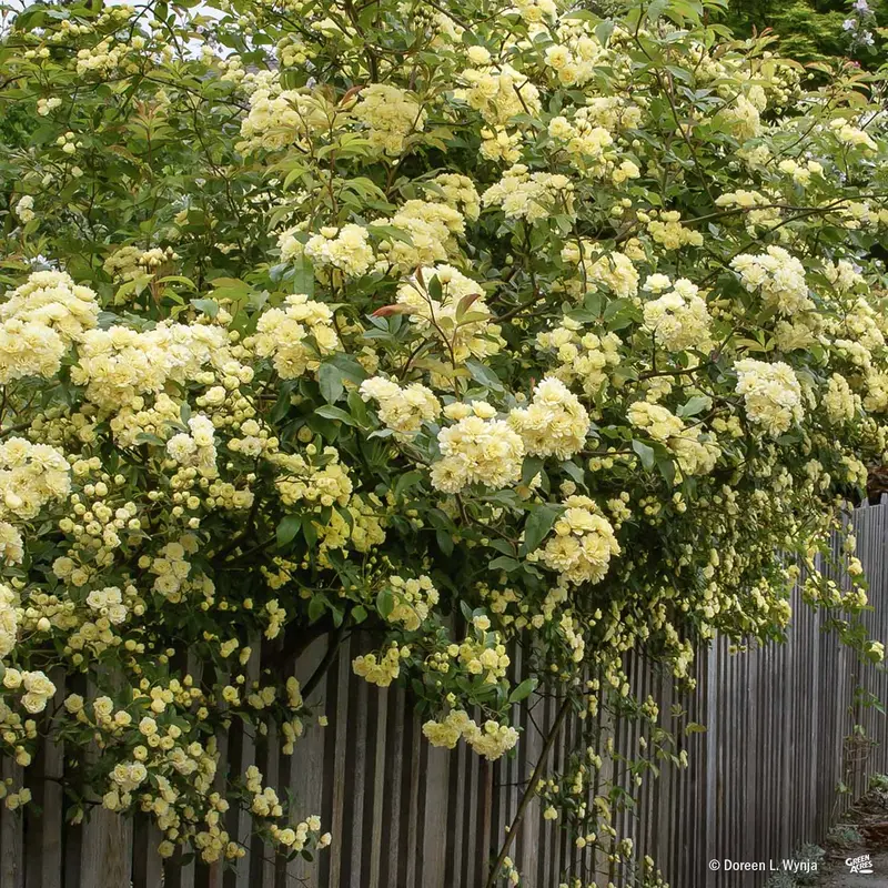 Lady Banks Climbing Rose
