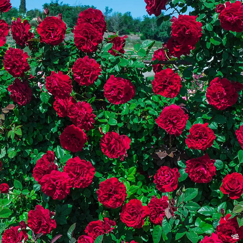 Lady in Red™ Climbing Rose