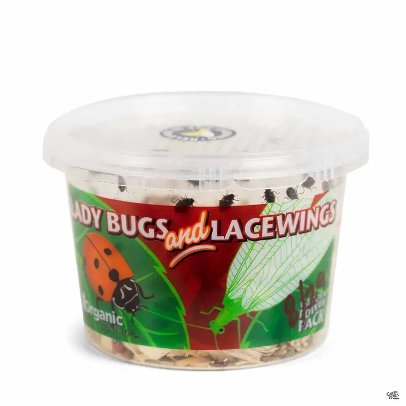 Ladybug/Lacewing Combo