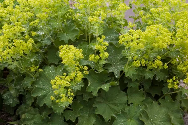 Lady's Mantle-1 Gallon