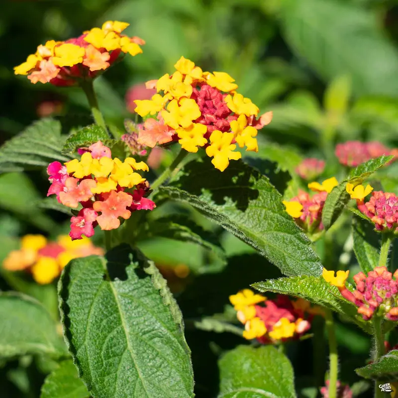 Landmark™ Lantana