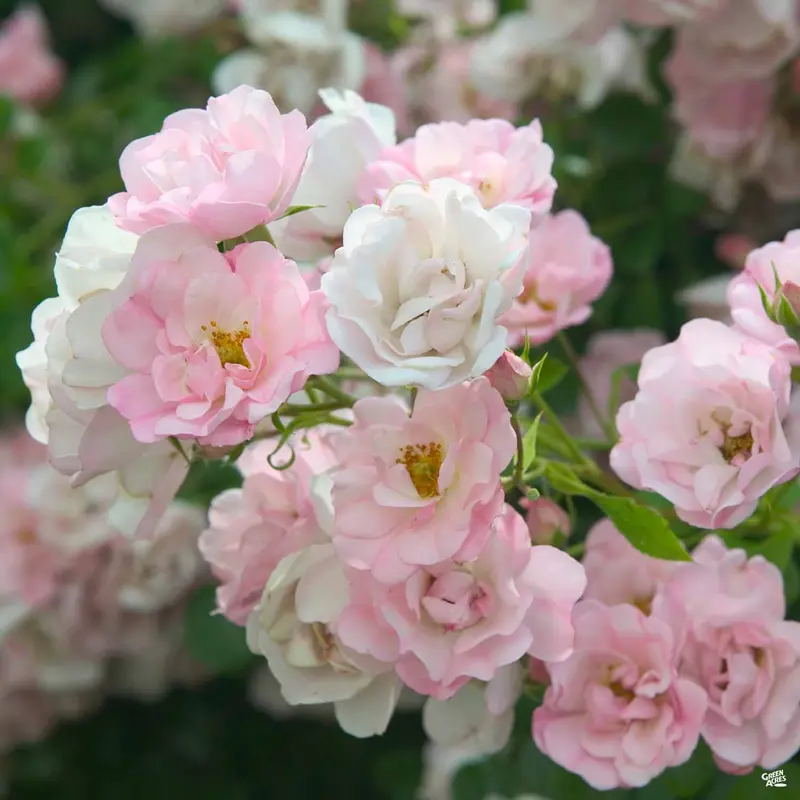 Landscape Rose 'Blush'