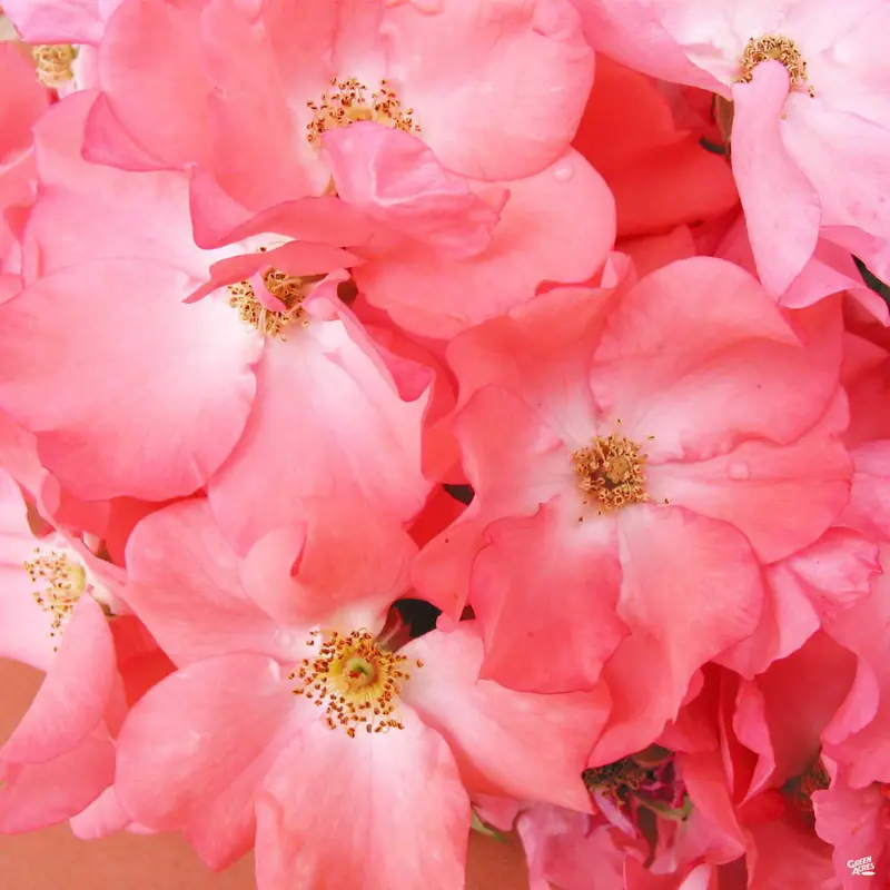 Landscape Rose 'Coral'
