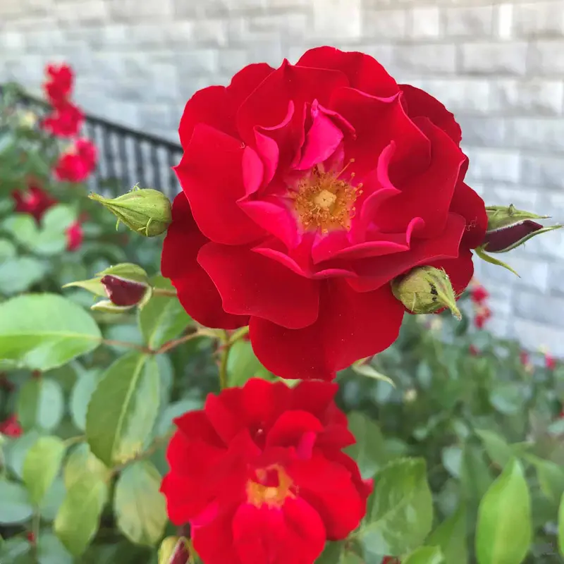 Landscape Rose 'Scarlet'