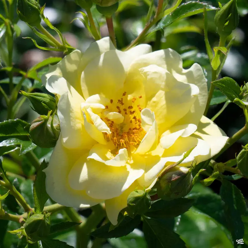 Landscape Rose 'Yellow'