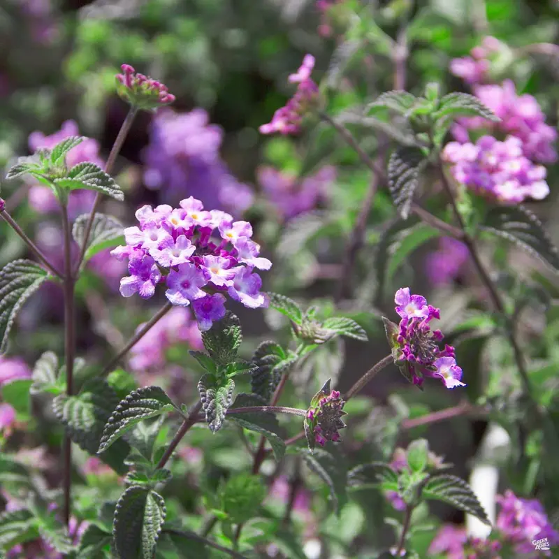 Lantana 'Trailing Purple'