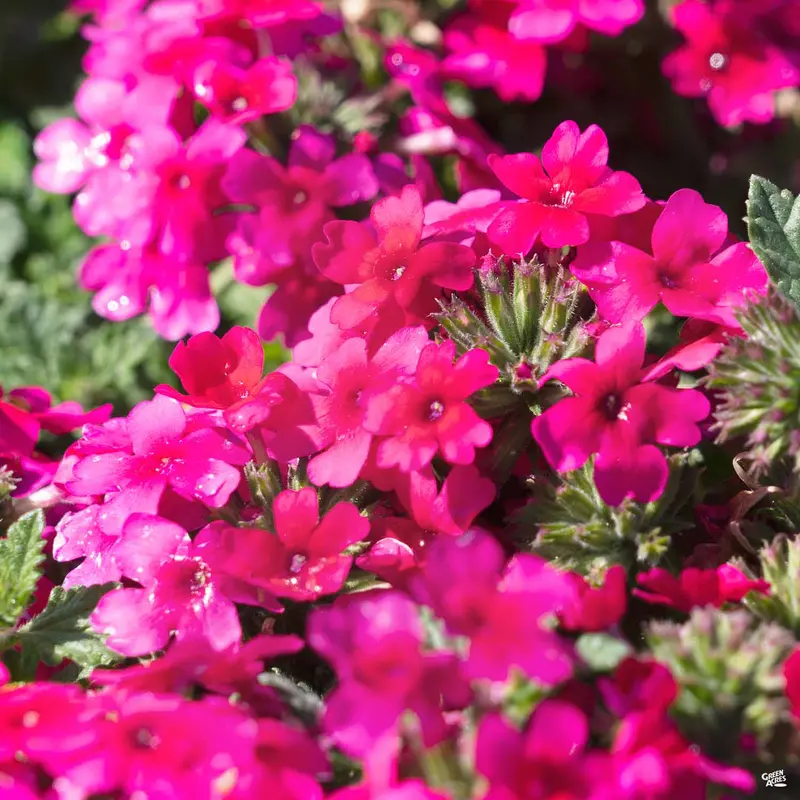 Lascar™ Verbena