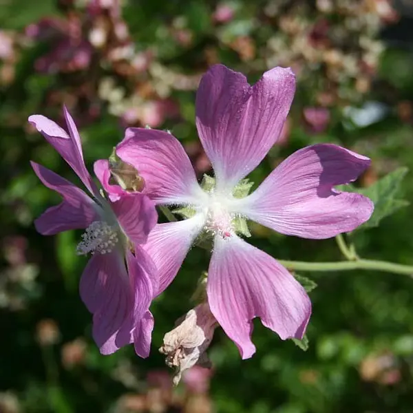 Lavatera cashmiriana (Mallow)