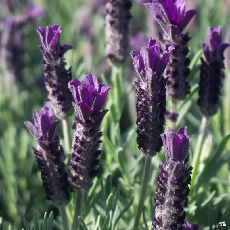 Lavender 'Anouk Double'