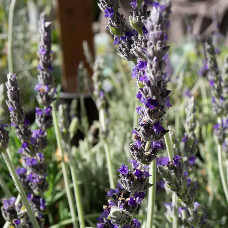 Lavender 'Goodwin Creek'
