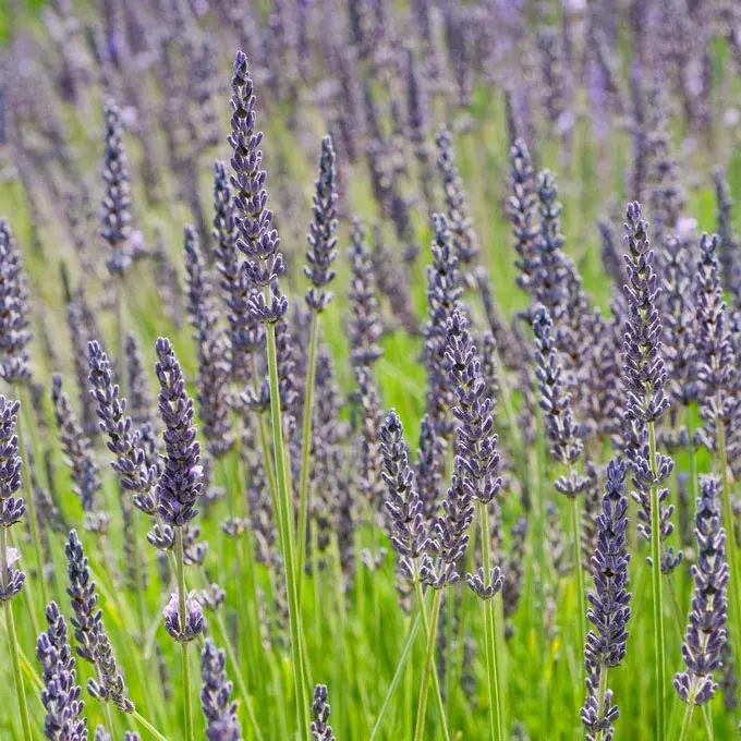 Lavender - Grosso - 6" Grand Prairie Farms Round