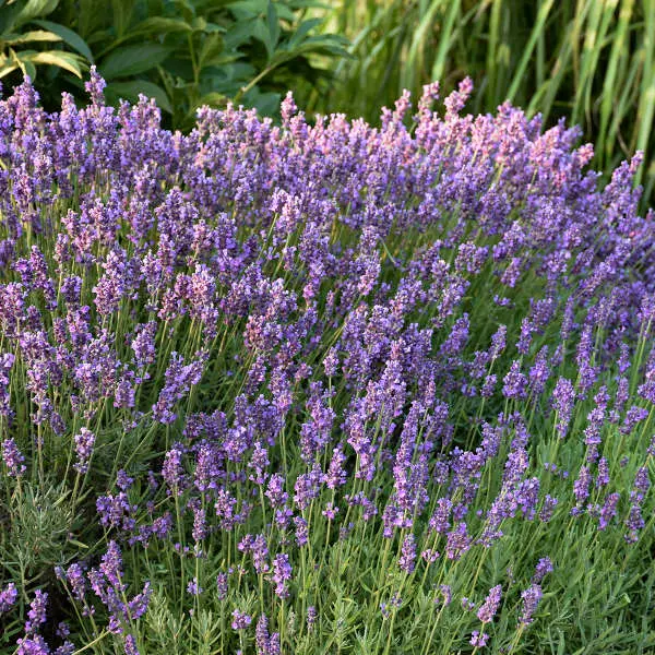 Lavender - Hidcote - 6" Grand Prairie Farms Round