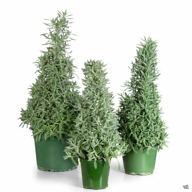 Lavender Holiday Cone