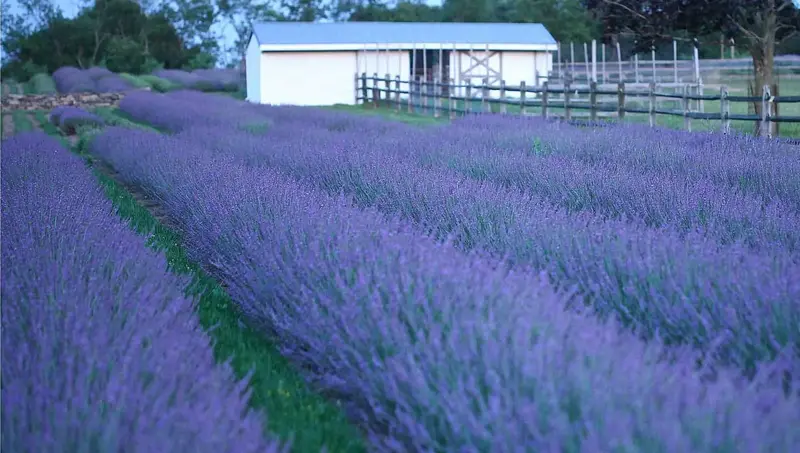 Lavender - Phenomenal - 6" Grand Prairie Farms Round
