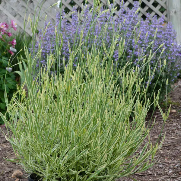 Lavender - Platinum Blonde - 6" Grand Prairie Farms Round