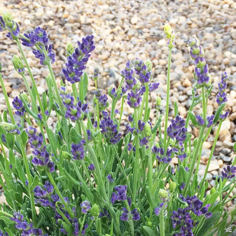 Lavender 'Super Blue'