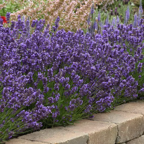 Lavender - Superblue - 6" Grand Prairie Farms Round