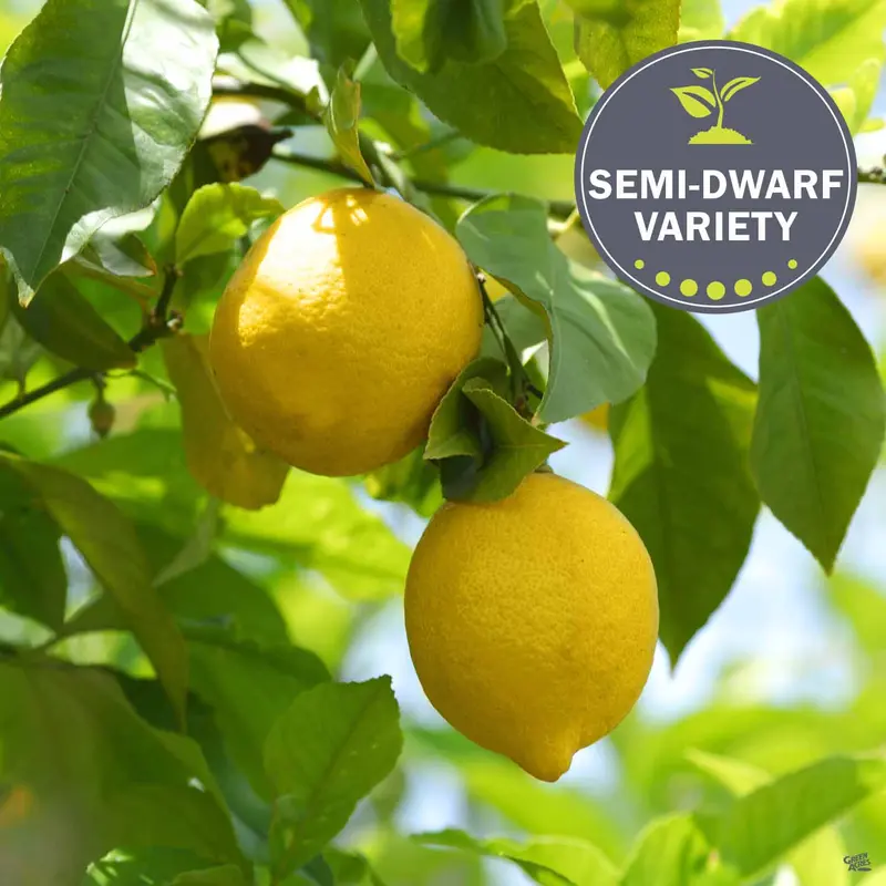 Lemon 'Eureka', Semi-Dwarf