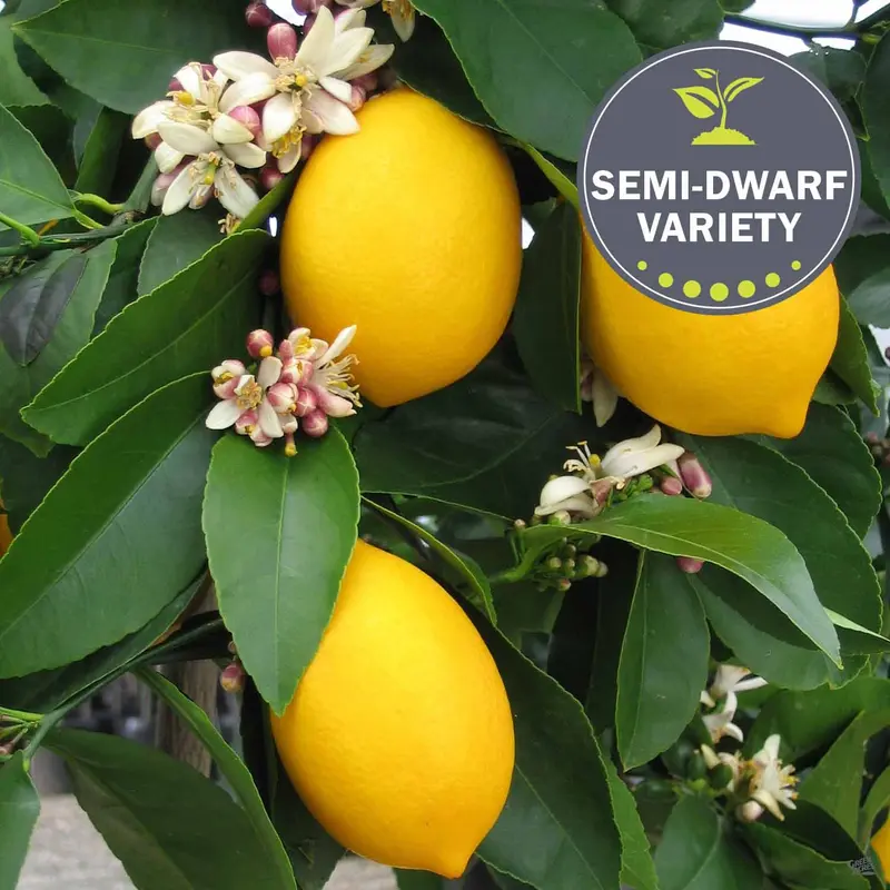 Lemon 'Improved Meyer' Espalier, Semi-Dwarf