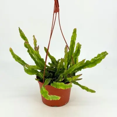 Lepismium cruciforme f. spiralis (Hurricane Cactus)
