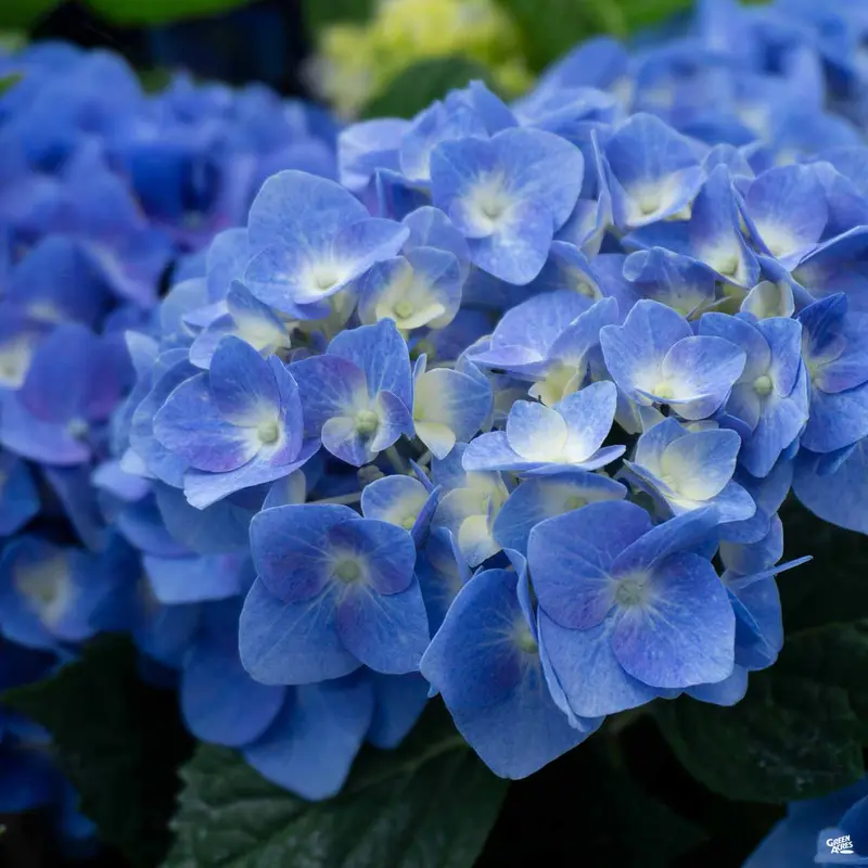 Let's Dance® Blue Jangles® Hydrangea