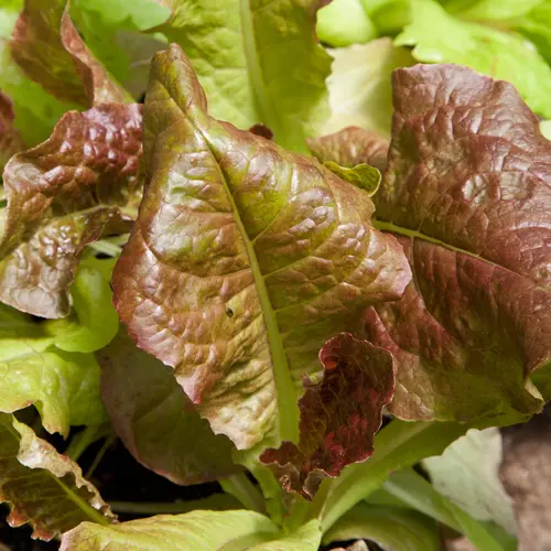 Lettuce 'Outredgeous' - Seed RS