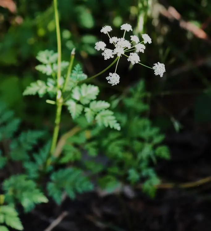 Ligusticum apiifolium (Celery-leaf Wild Lovage)