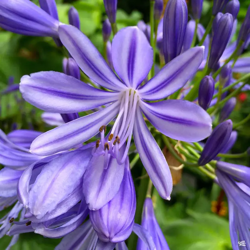 Lily of the Nile 'Brilliant Blue'