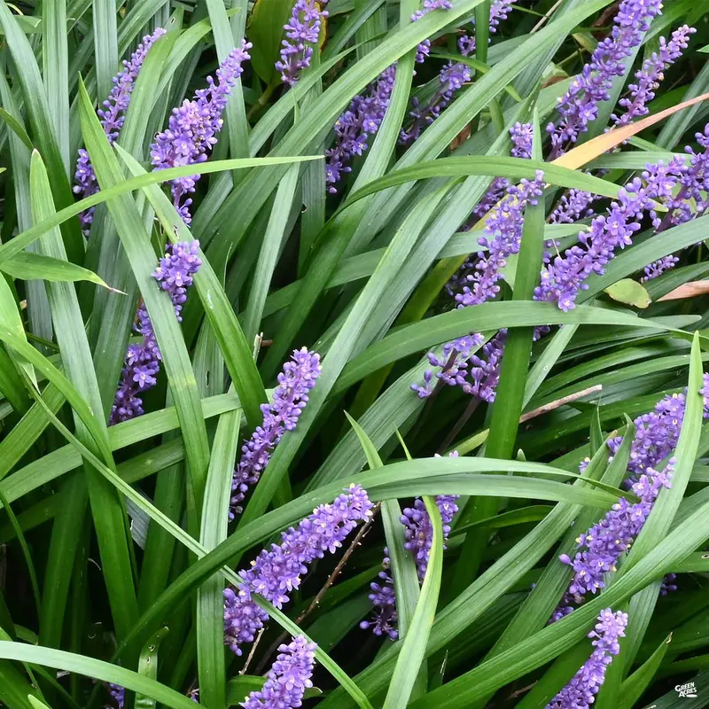 Lilyturf 'Emerald Goddess'