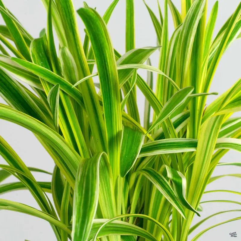 Lilyturf 'Silvery Sunproof'